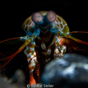 Mantis shrimp, taken with Canon G10 and UCL165 by Beate Seiler 